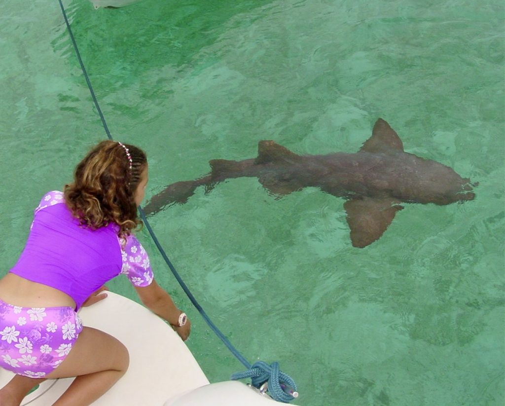 A woman is on the boat looking at a shark.