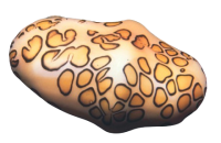 RRRR-removebg-preview