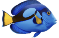 A blue fish with yellow accents is swimming.